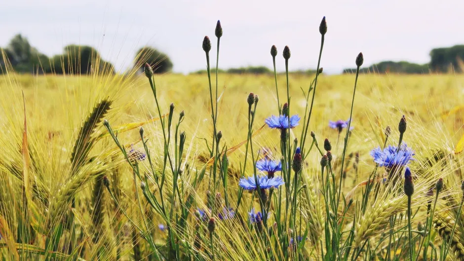 Rubrik_Landwirtschaft_Kornblumen_auf_Feld_c._pixabay__3_